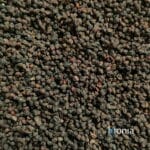 DWARF ELDER BERRIES - dried whole fruit