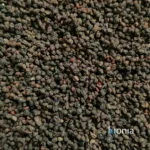 Attich (Zwerg-Holunder) - ganze Frucht, getrocknet