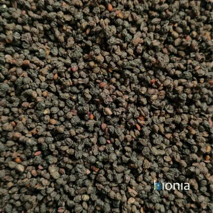 DWARF ELDER BERRIES - dried whole fruit
