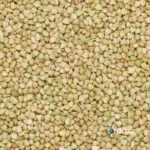 ORGANIC BUCKWHEAT – GLUTEN FREE - Image 5
