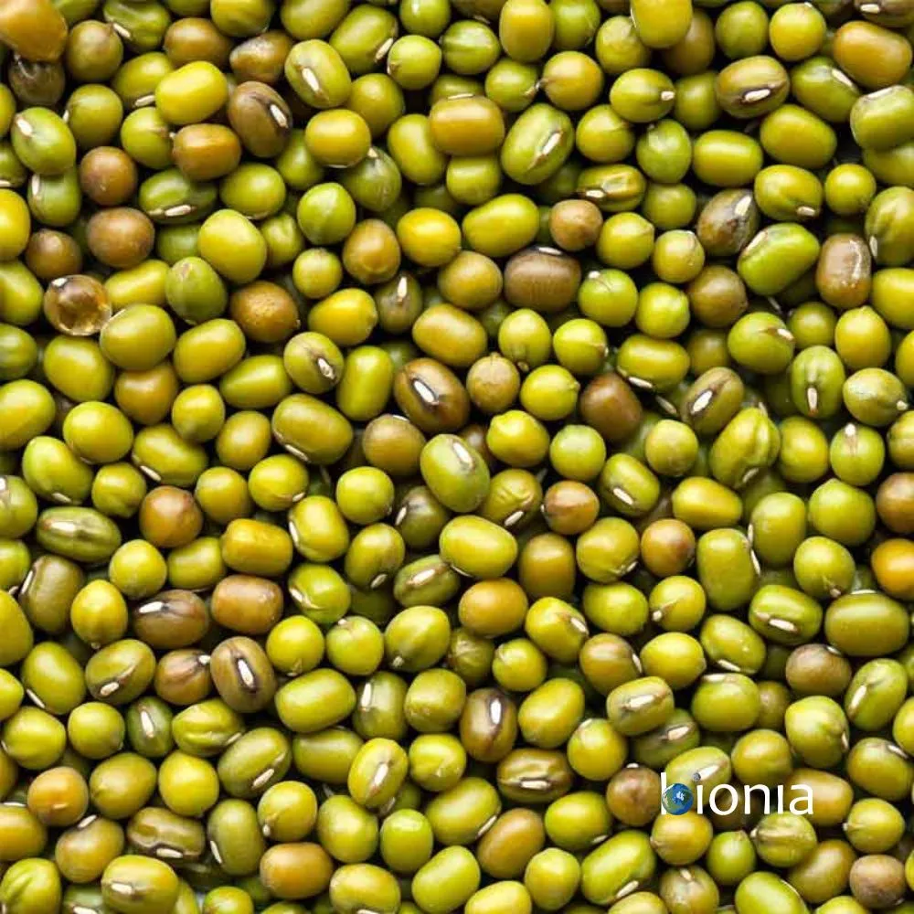 organic mung beans gluten free – bulk organic mung beans gluten free – bulk